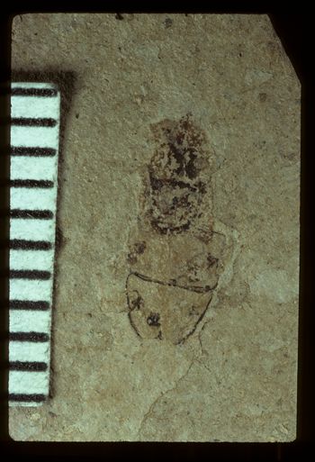 Media type: image;   Entomology PALE-3487 Aspect: full